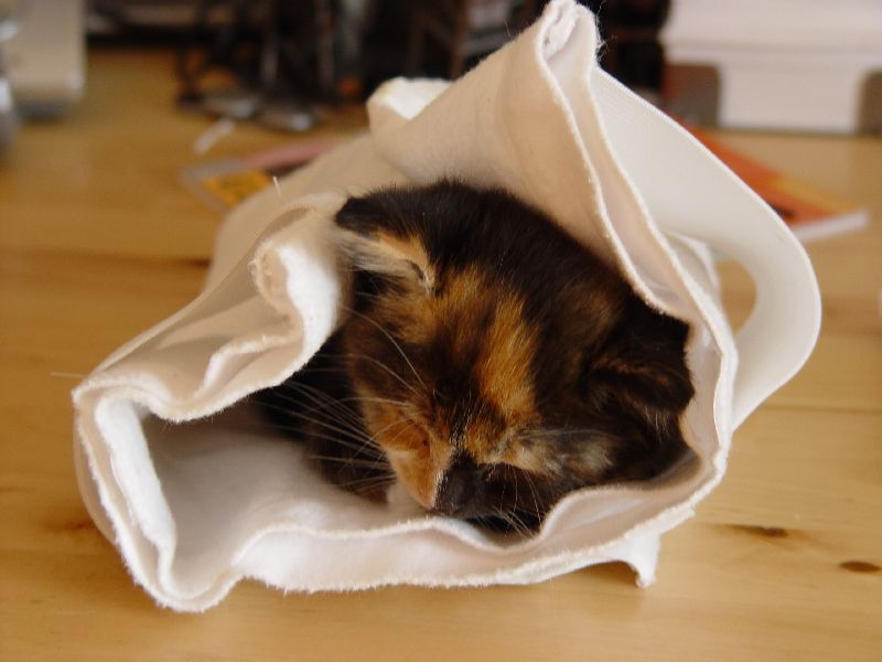 Jeannie schl�ft auf dem Schreibtisch