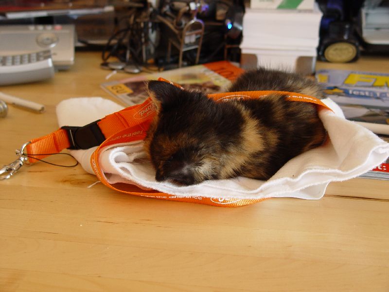 Jeannie schl�ft auf dem Schreibtisch