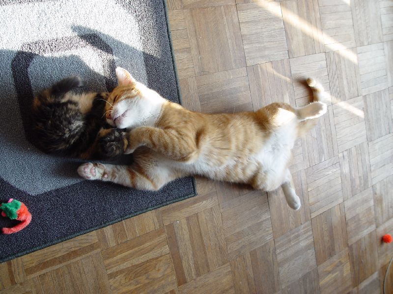 Jeannie beim Spielen mit Speedy