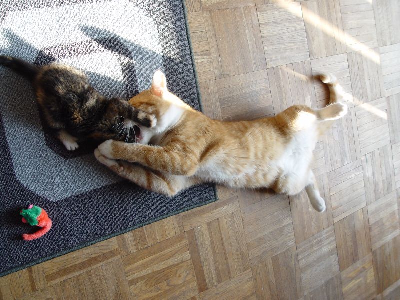 Jeannie beim Spielen mit Speedy