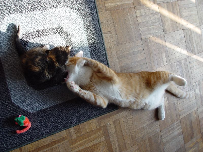 Jeannie beim Spielen mit Speedy