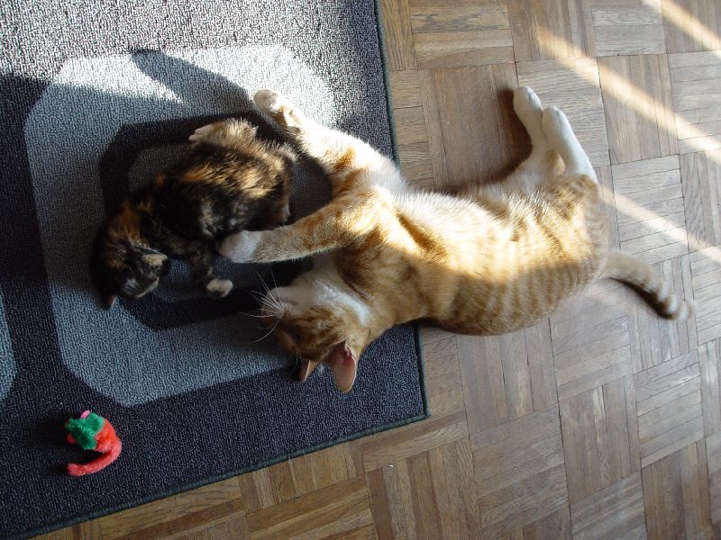 Jeannie beim Spielen mit Speedy