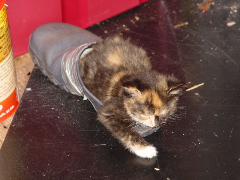 Jeannie schl�ft im Schuh